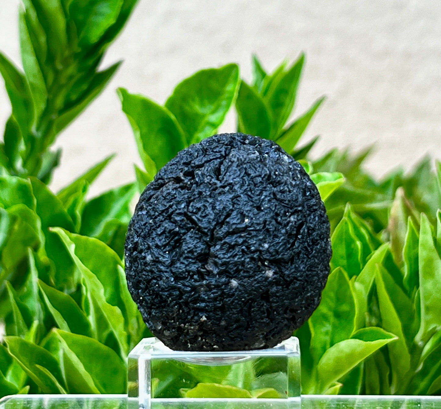 Agni Manitite Raw