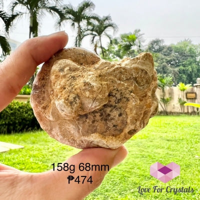 Ammonite Fossil 148G 68Mm Raw Crystal