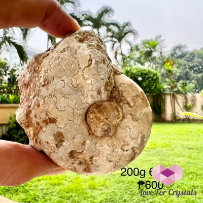 Ammonite Fossil 200G 67Mm Raw Crystal