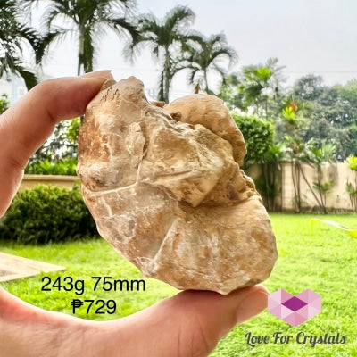 Ammonite Fossil 243G 75Mm Raw Crystal