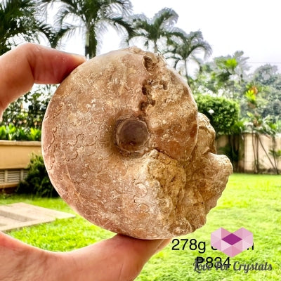 Ammonite Fossil 278G 80Mm Raw Crystal