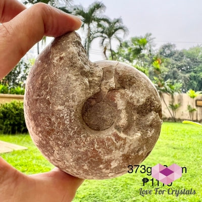 Ammonite Fossil 373G 80Mm Raw Crystal