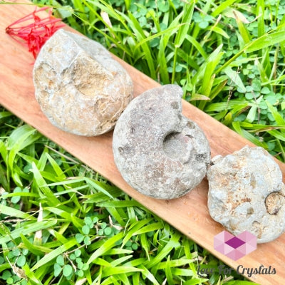 Ammonite Fossil Raw Crystal